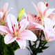 Illustration for article titled A Complete Guide To Buying Her Flowers